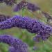 Sadnice - žbunaste vrste: Letnji jorgovan - Buddleja davidii `Nanho Blue` 1 god., slika1
